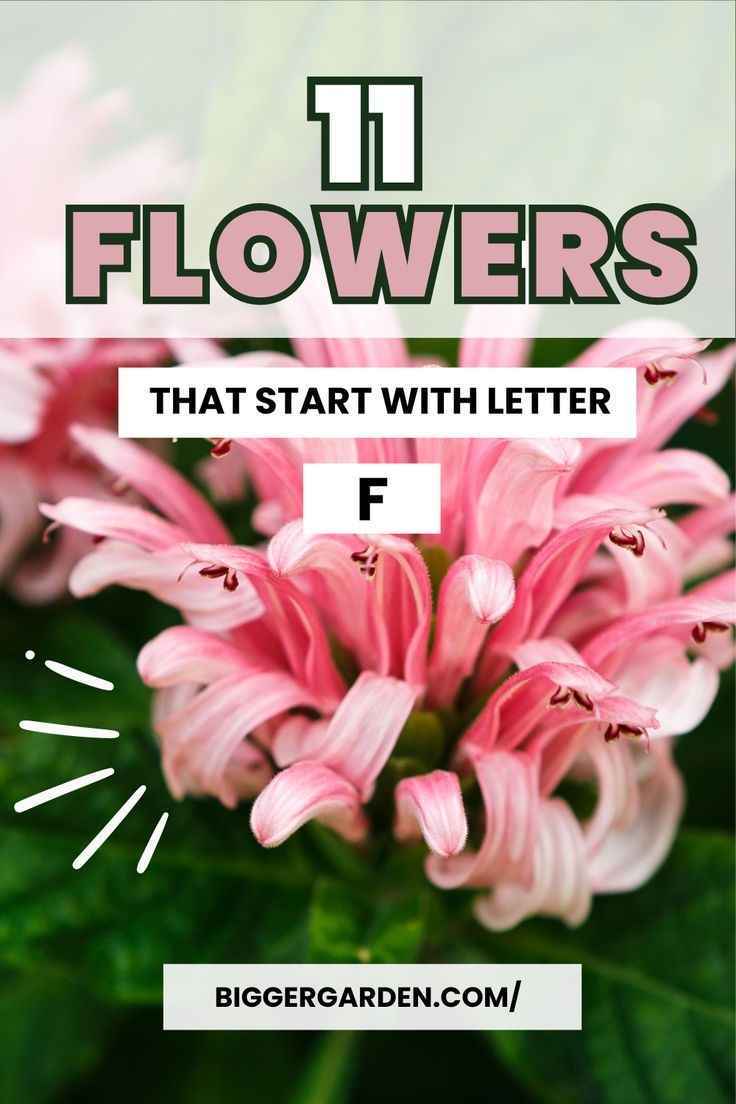 11 Fantastic Flowers That Start With The Letter F