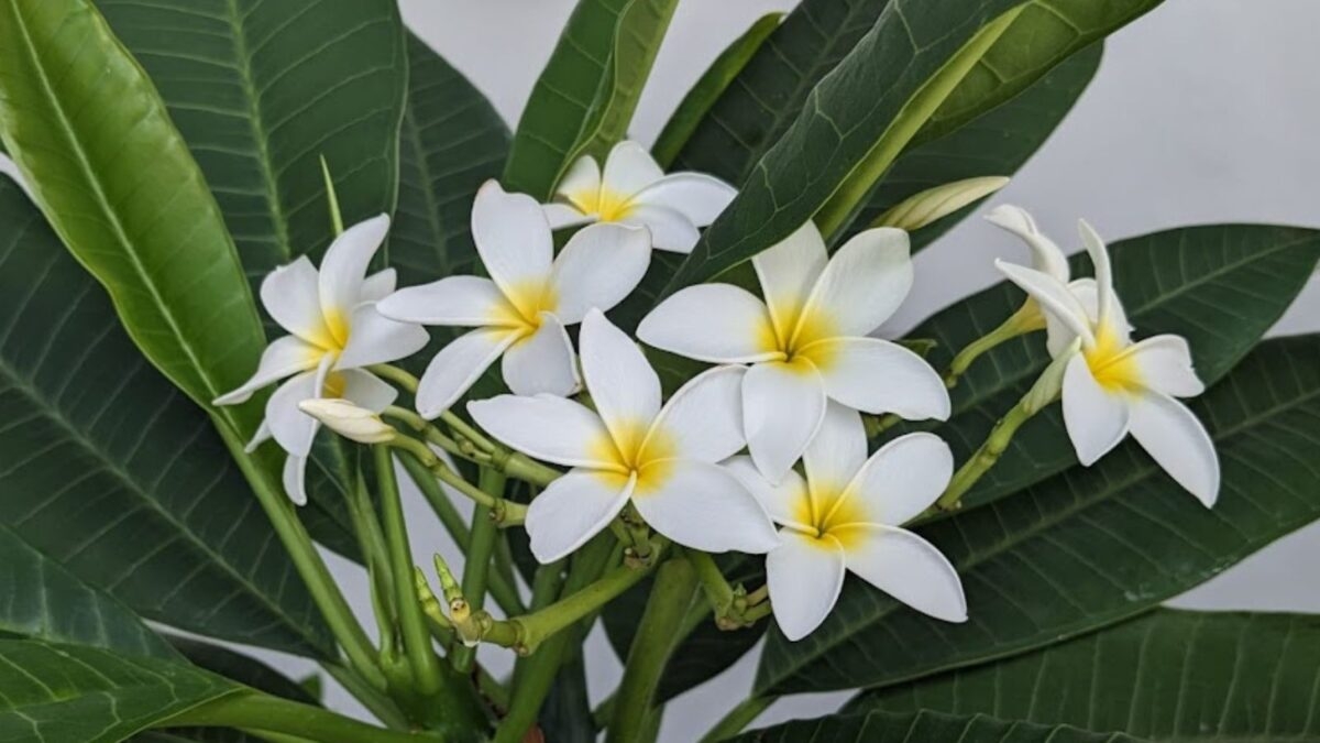 12 Beautiful Flowers That Start With F