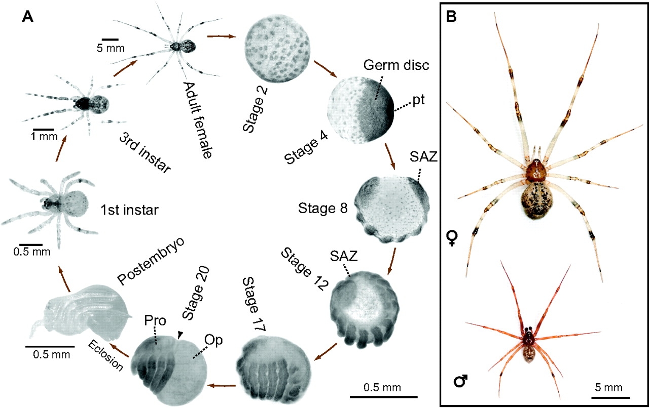 All About Spiders Types Of Spiders Life Cycle Etc 