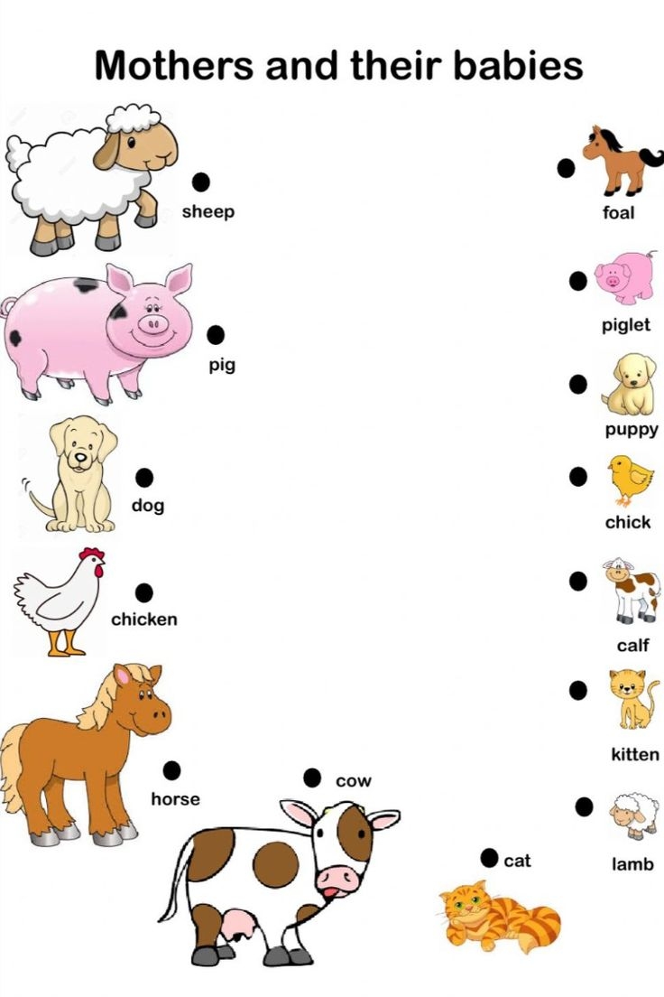 Baby Animals And Their Parents