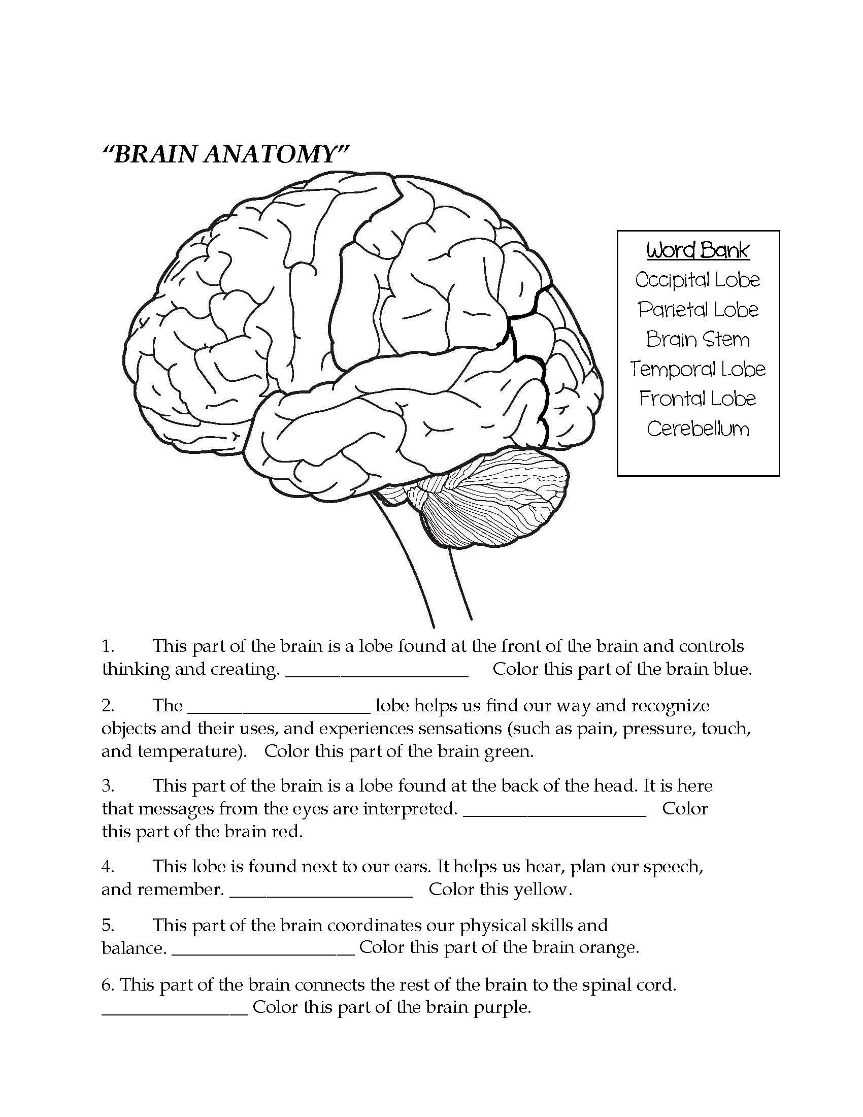 parts of the brain worksheet pdf parts of the brain worksheet pdf