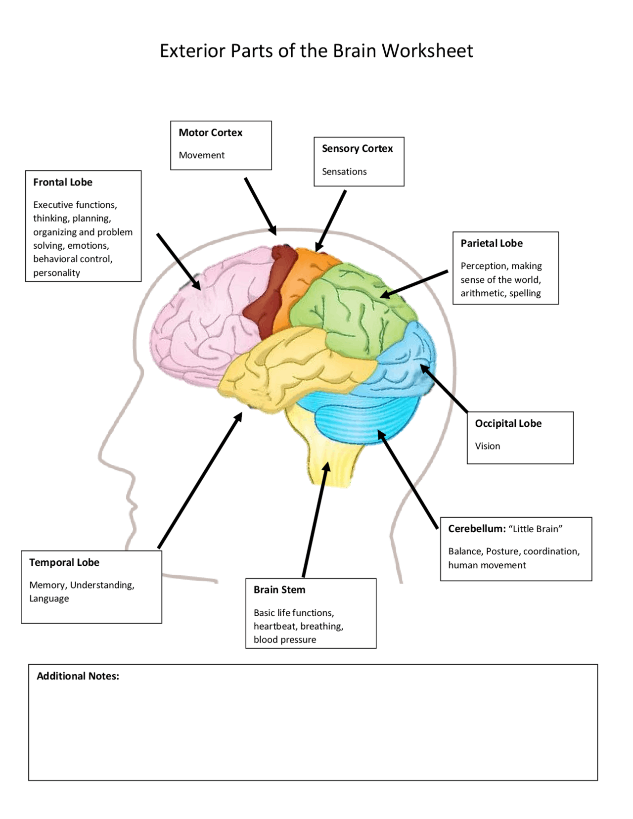Exterior Parts Of The Brain Worksheet Summaries Anatomy Docsity