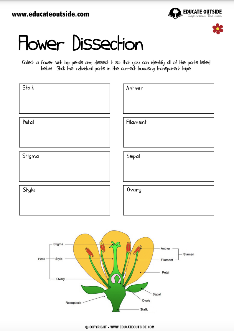 Flower Parts Dissection Hands On Activity For Teaching Plant Biology Educate Outside Outdoor Lesson Ideas For Teachers
