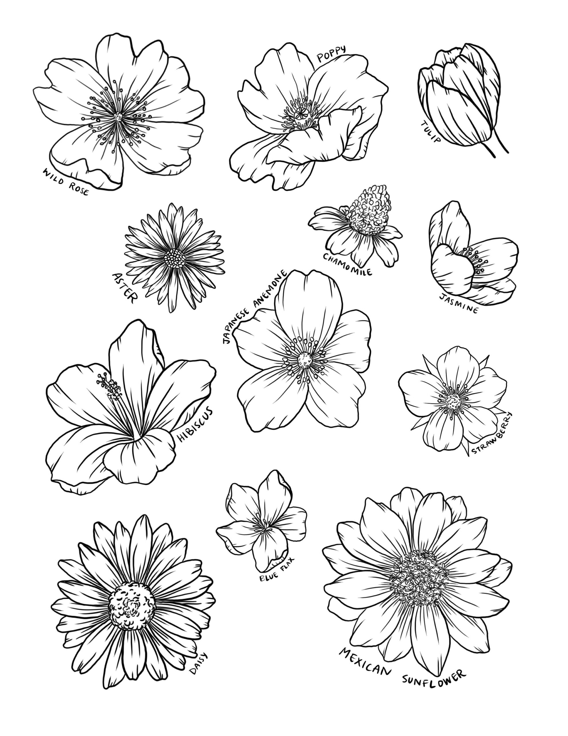 Flower Tracing Guide Learn To Draw Flowers Tracing Project DIGITAL DOWNLOAD How To Draw Flowers 24 Flowers Etsy