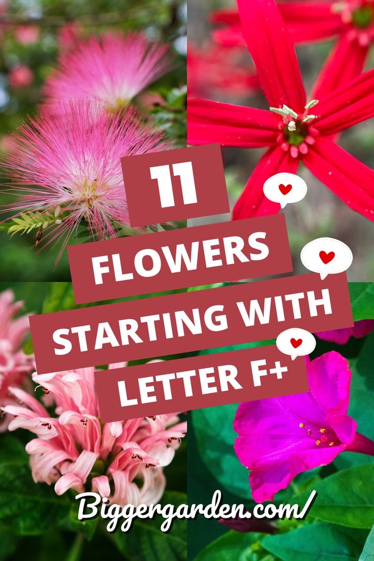  Garden Gems Meet 11 Flowers Beginning With F Your Garden s New Stars 