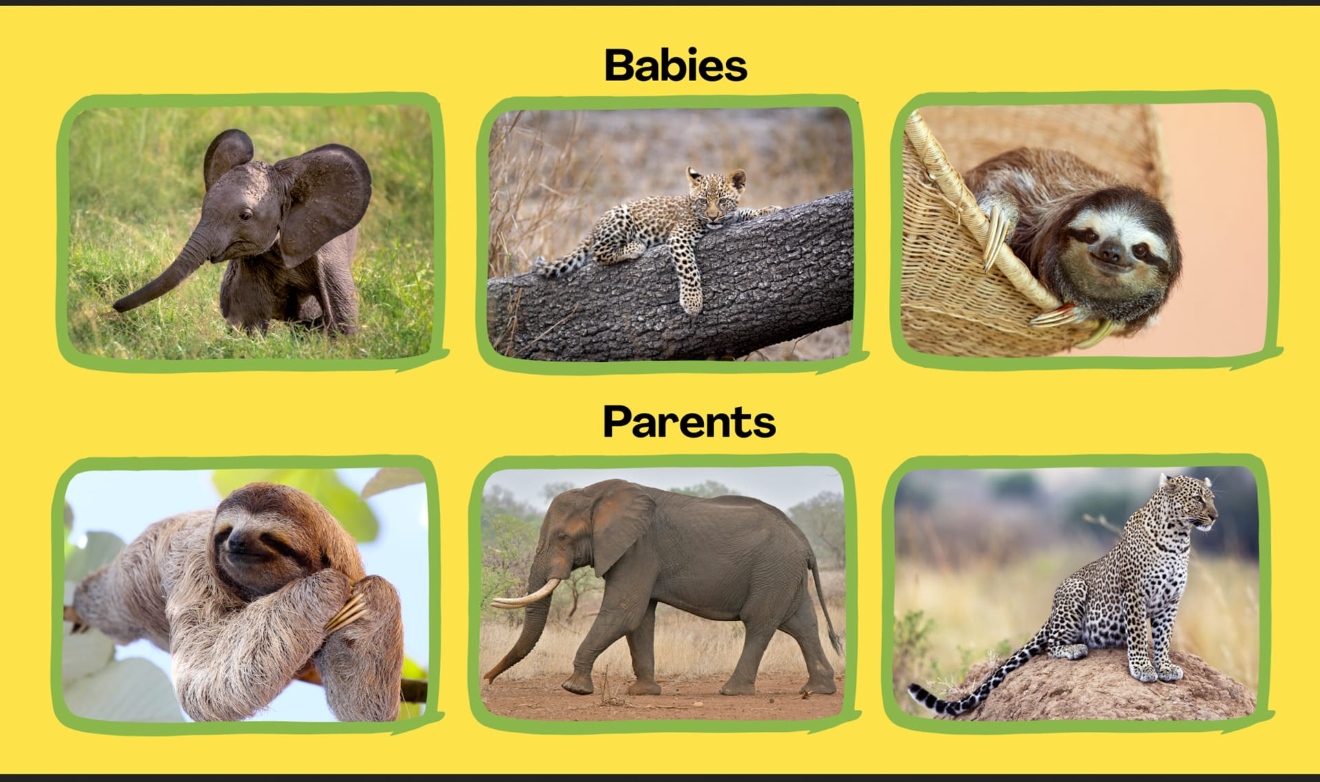 How Can You Help A Lost Baby Animal Find Its Parents 