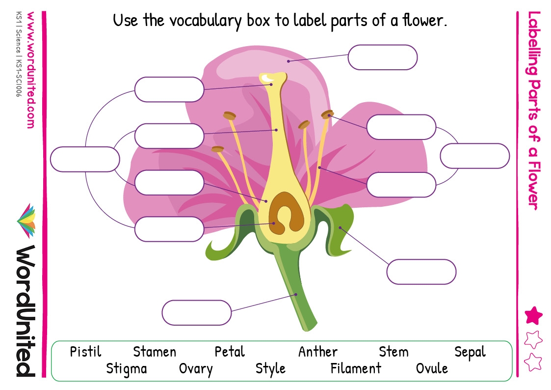 Labelling Parts Of A Flower WordUnited Worksheets Library
