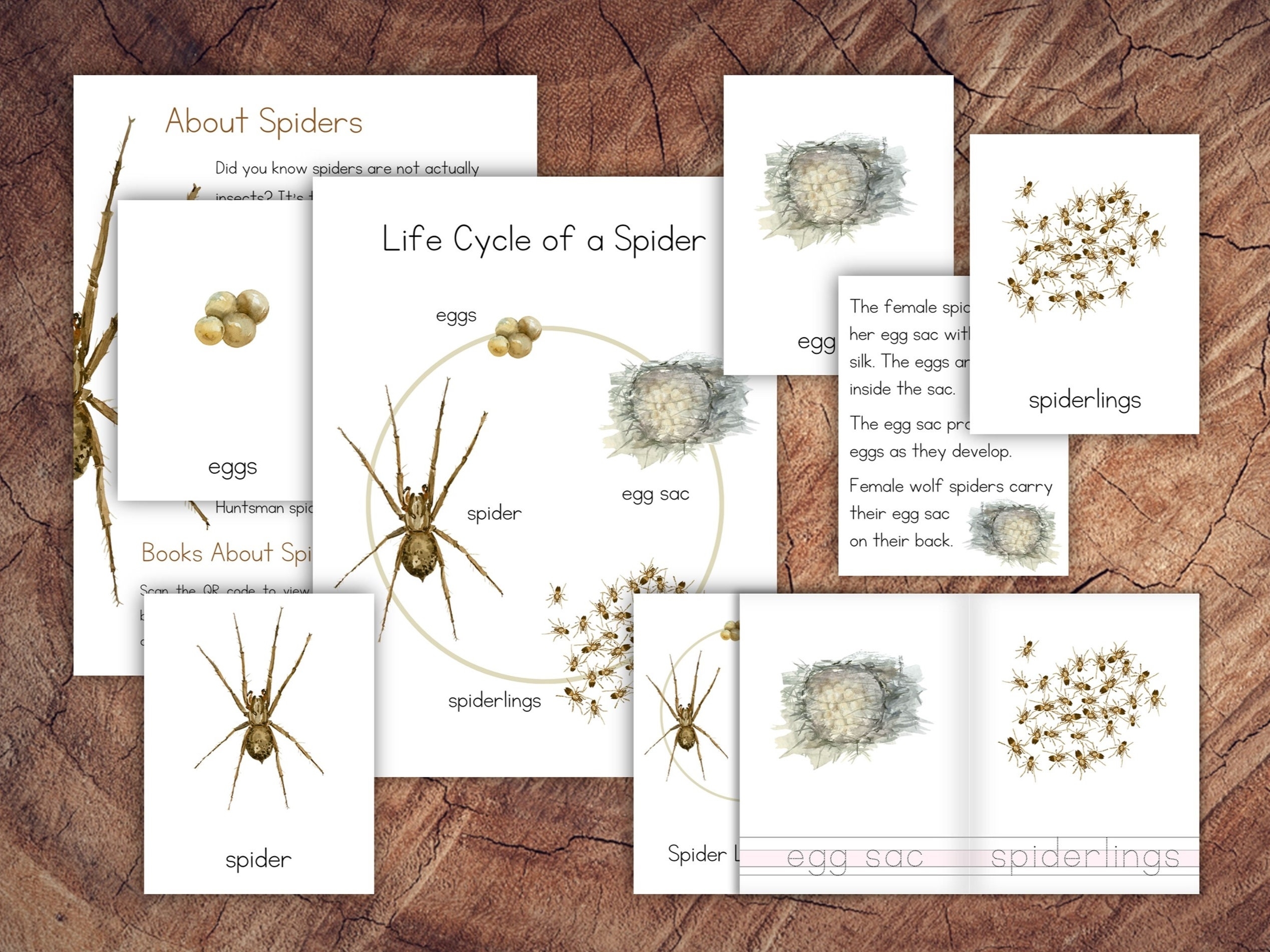 Life Cycle Of A Spider Pack Etsy
