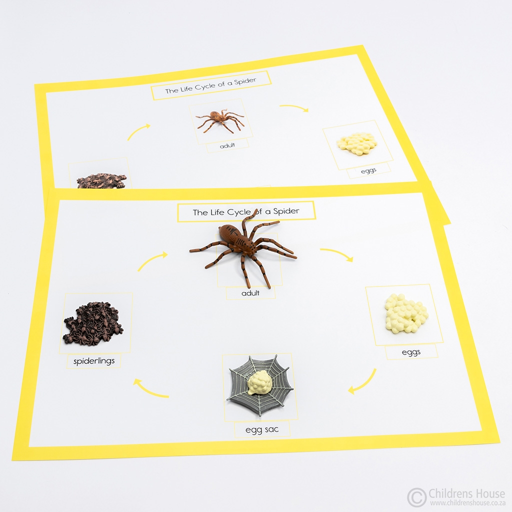 life stages of a spider