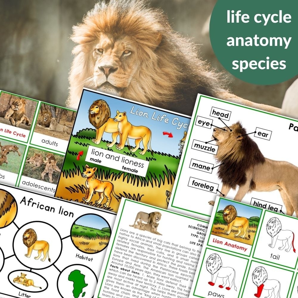 Lion Life Cycle And Parts Of The Lion 3 Part Cards Blackline Masters