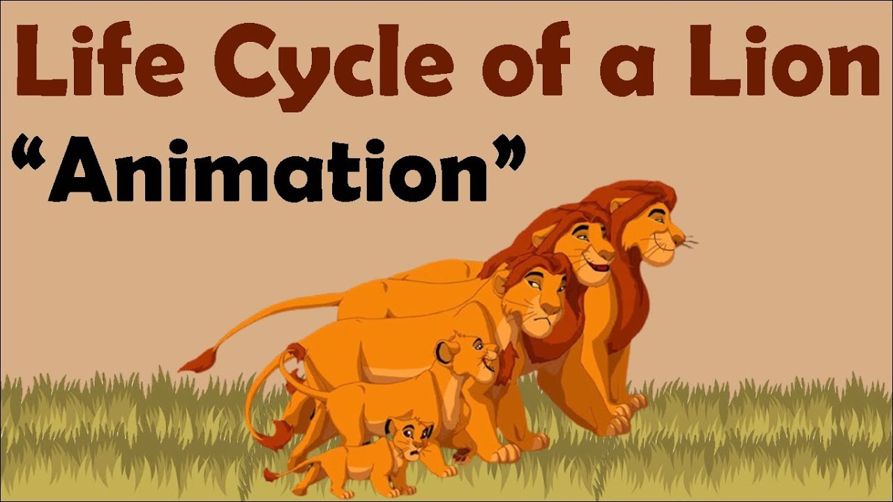 LION LIFE CYCLE Animation YouTube