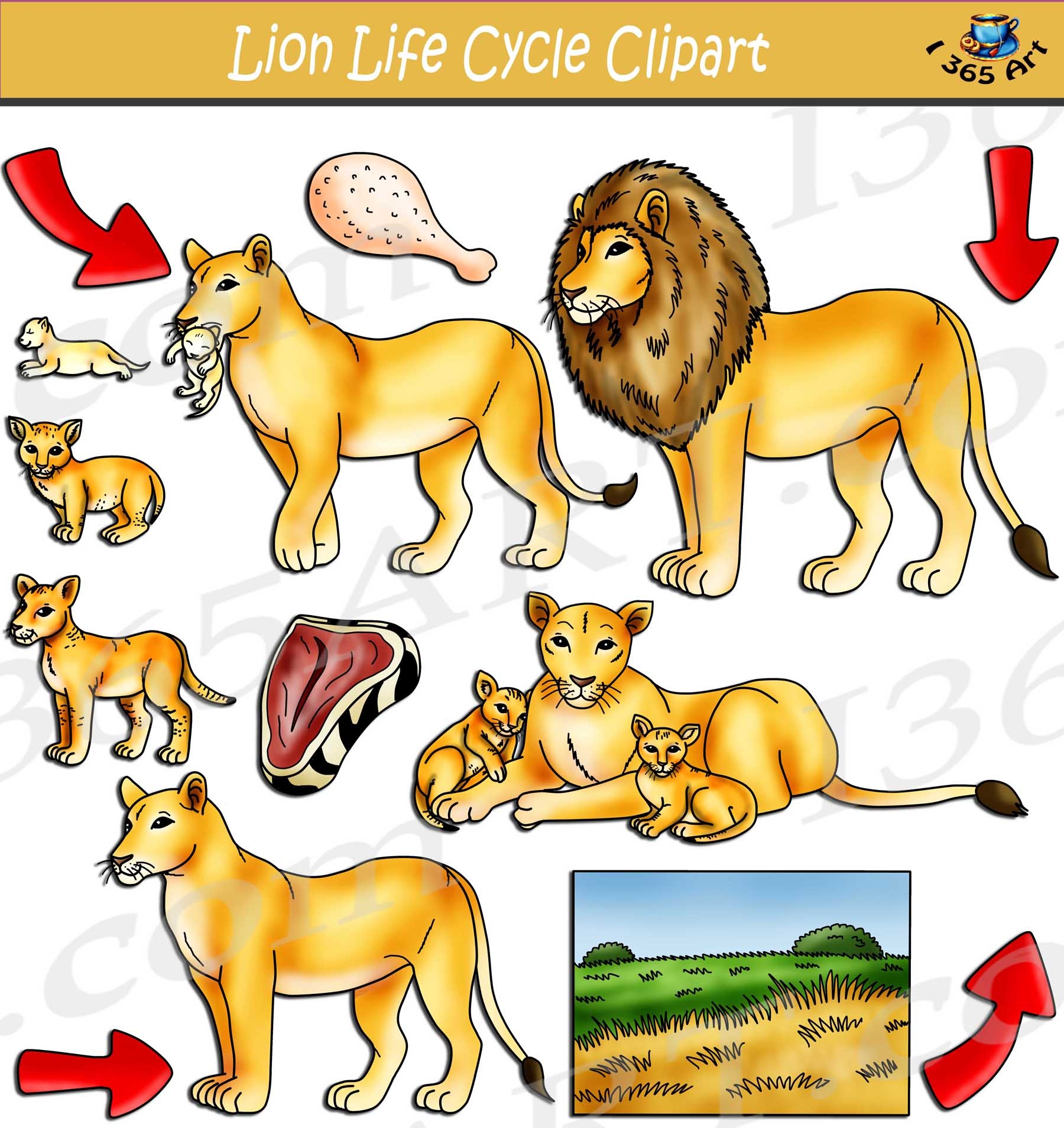 Lion Life Cycle Clipart Set Download Clipart 4 School
