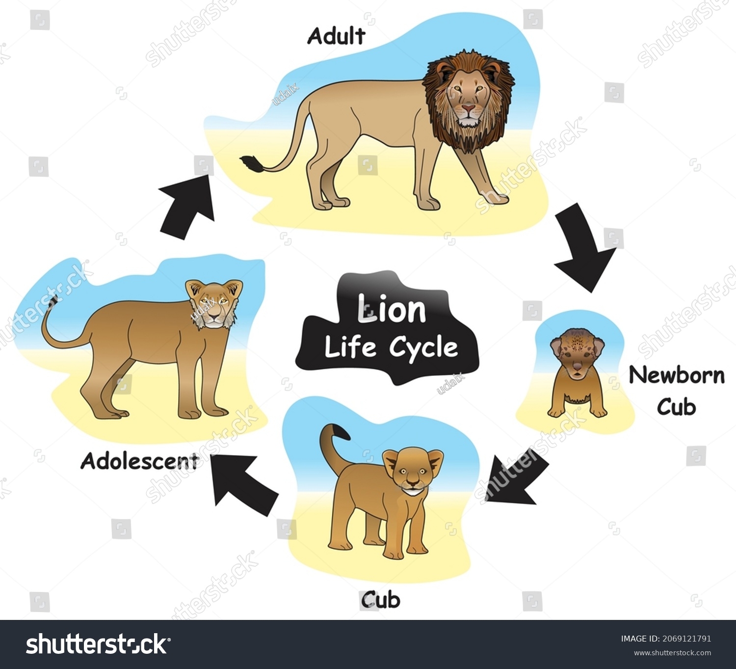 Lion Life Cycle Infographic Diagram Showing Stock Vector Royalty Free 2069121791 Shutterstock