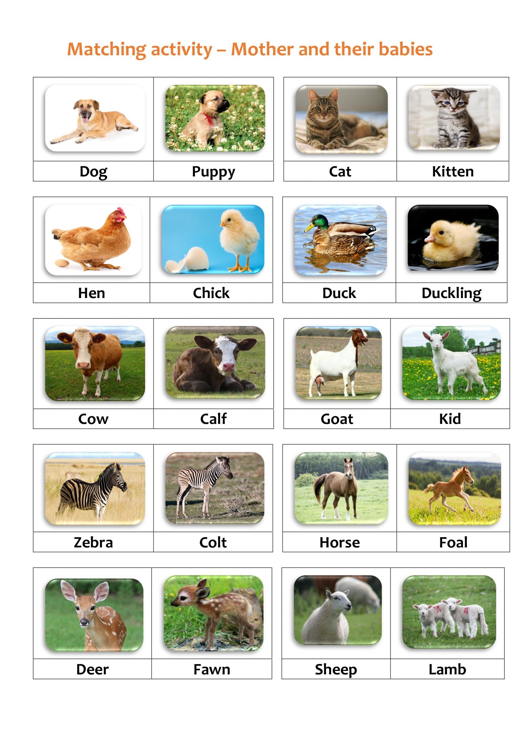Matching Activity Animals And Their Young TeachersMag