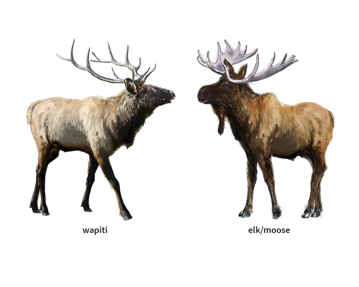 Moose Noun Definition Pictures Pronunciation And Usage Notes Oxford Advanced Learner s Dictionary At OxfordLearnersDictionaries