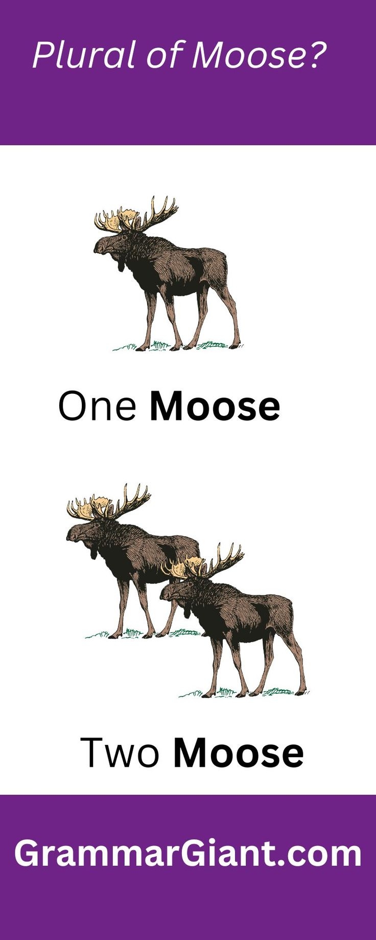 Moose Plural