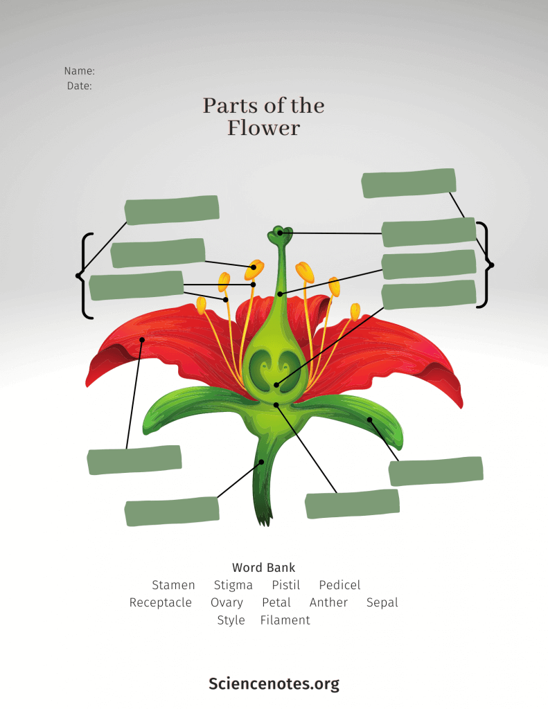parts of a flower worksheet pdf