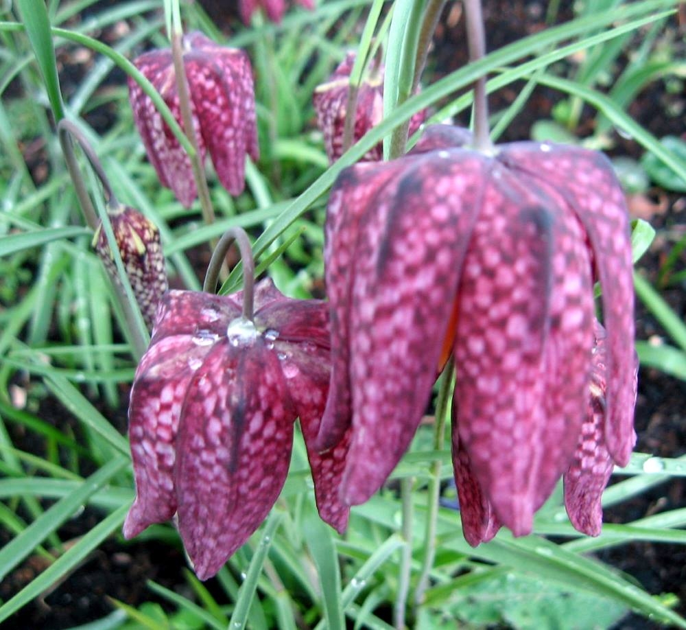 Plants Beginning With The Letter F