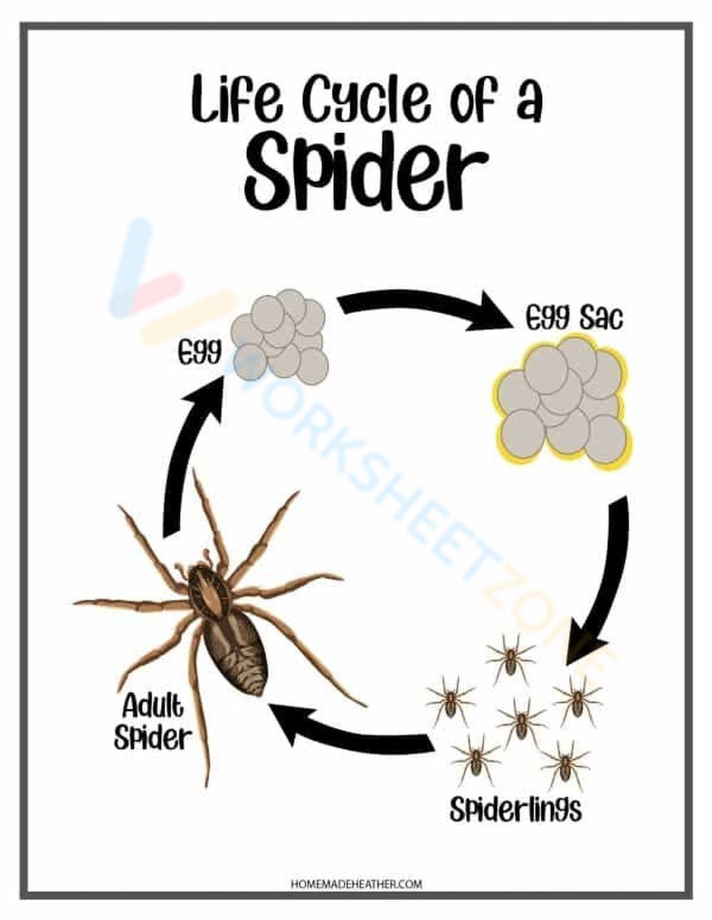 Printable Spiders Life Cycle Worksheets