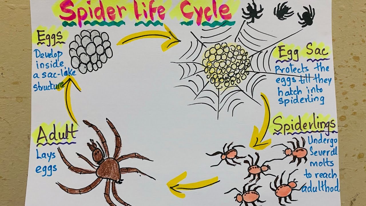 life of a spider cycle