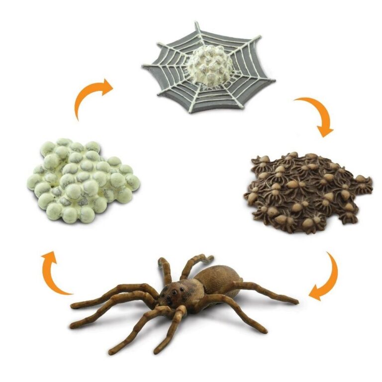 Spider Life Cycle Models Set