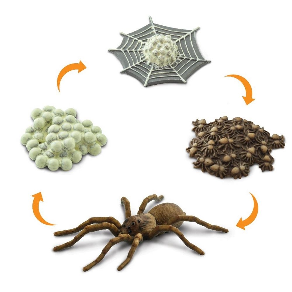 Spider Life Cycle Models Set