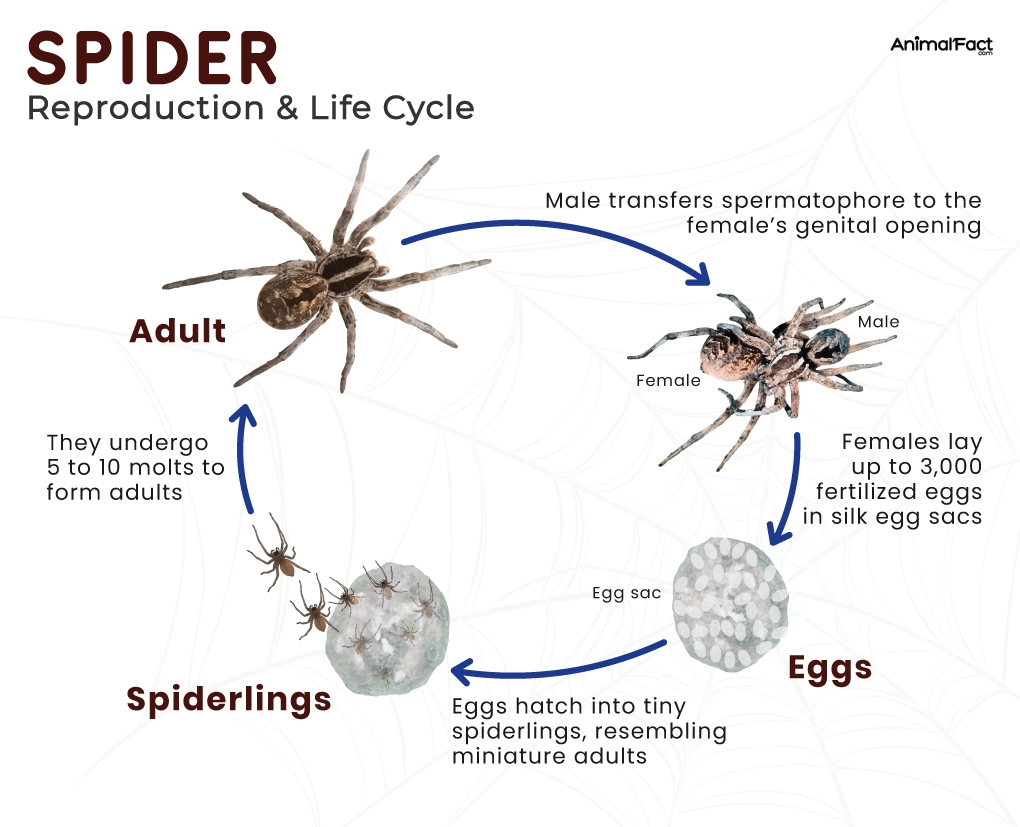Spiders Araneae Types Lifespan Diet Habitat And Pictures