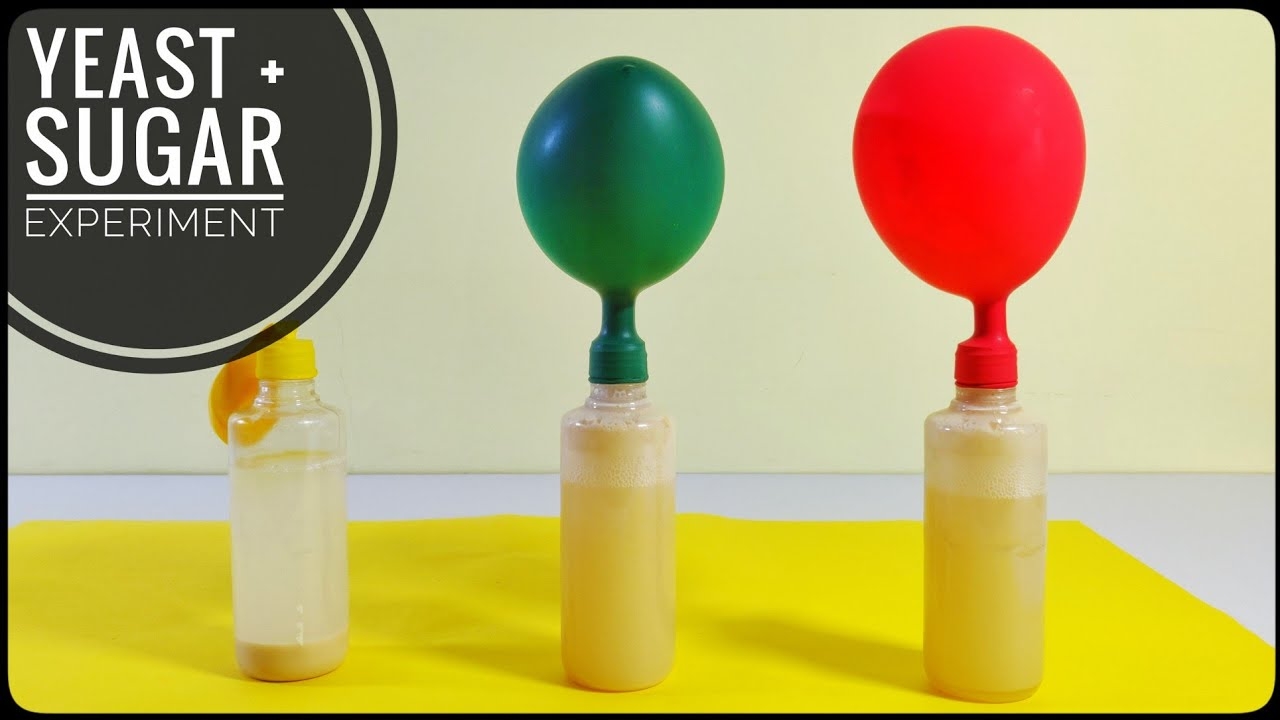 Sugar And Yeast Fermentation Experiment Anaerobic Fermentation With Balloons YouTube