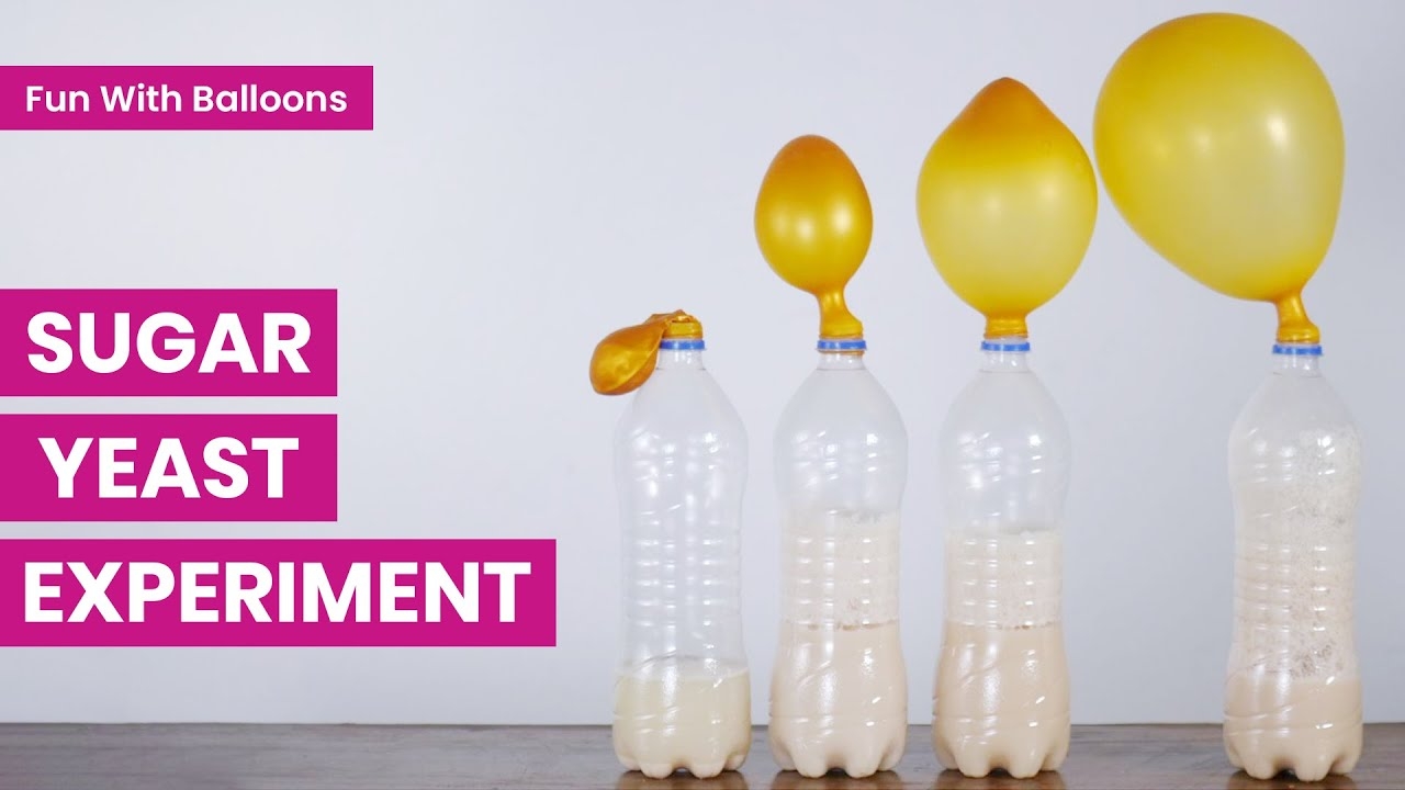 Sugar Yeast Experiment With Balloons Chemical Fermentation Reaction YouTube