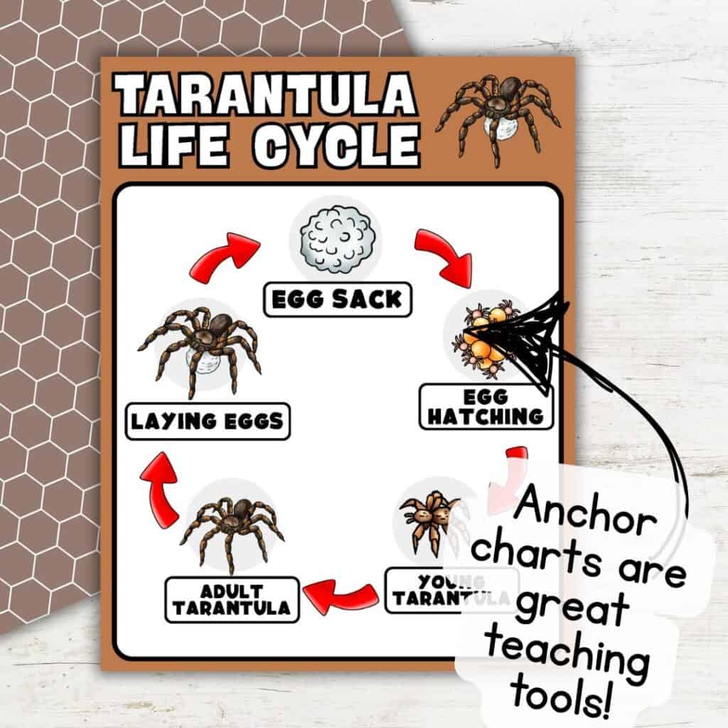 Tarantula Life Cycle Diagram For Preschool Learning