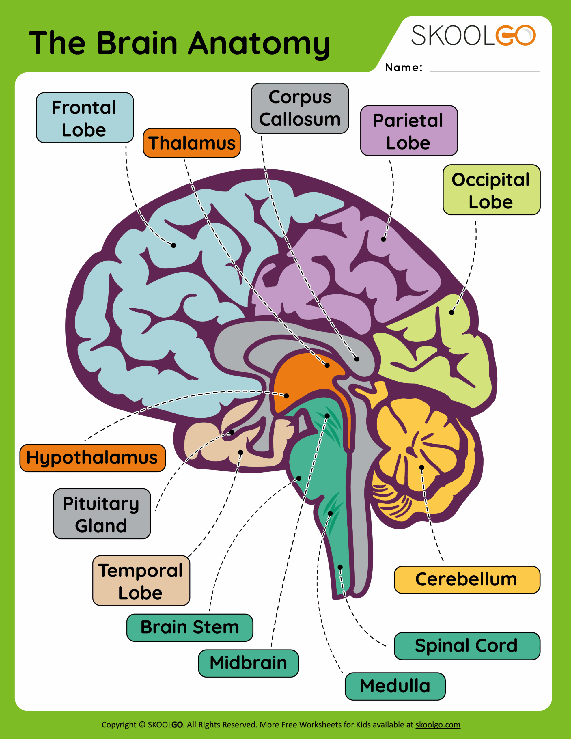 The Brain Anatomy Free Worksheet For Kids SKOOLGO