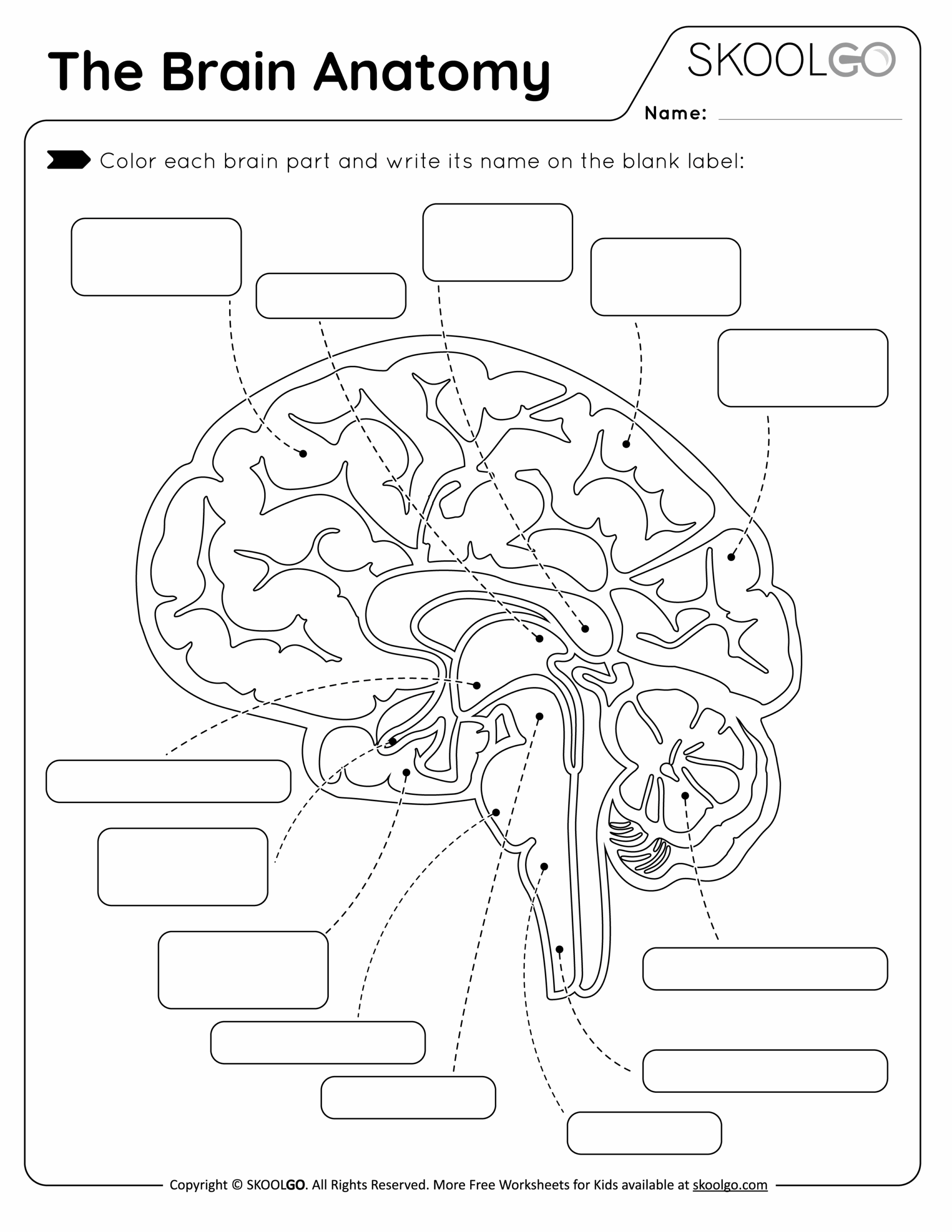 The Brain Anatomy Free Worksheet For Kids SKOOLGO