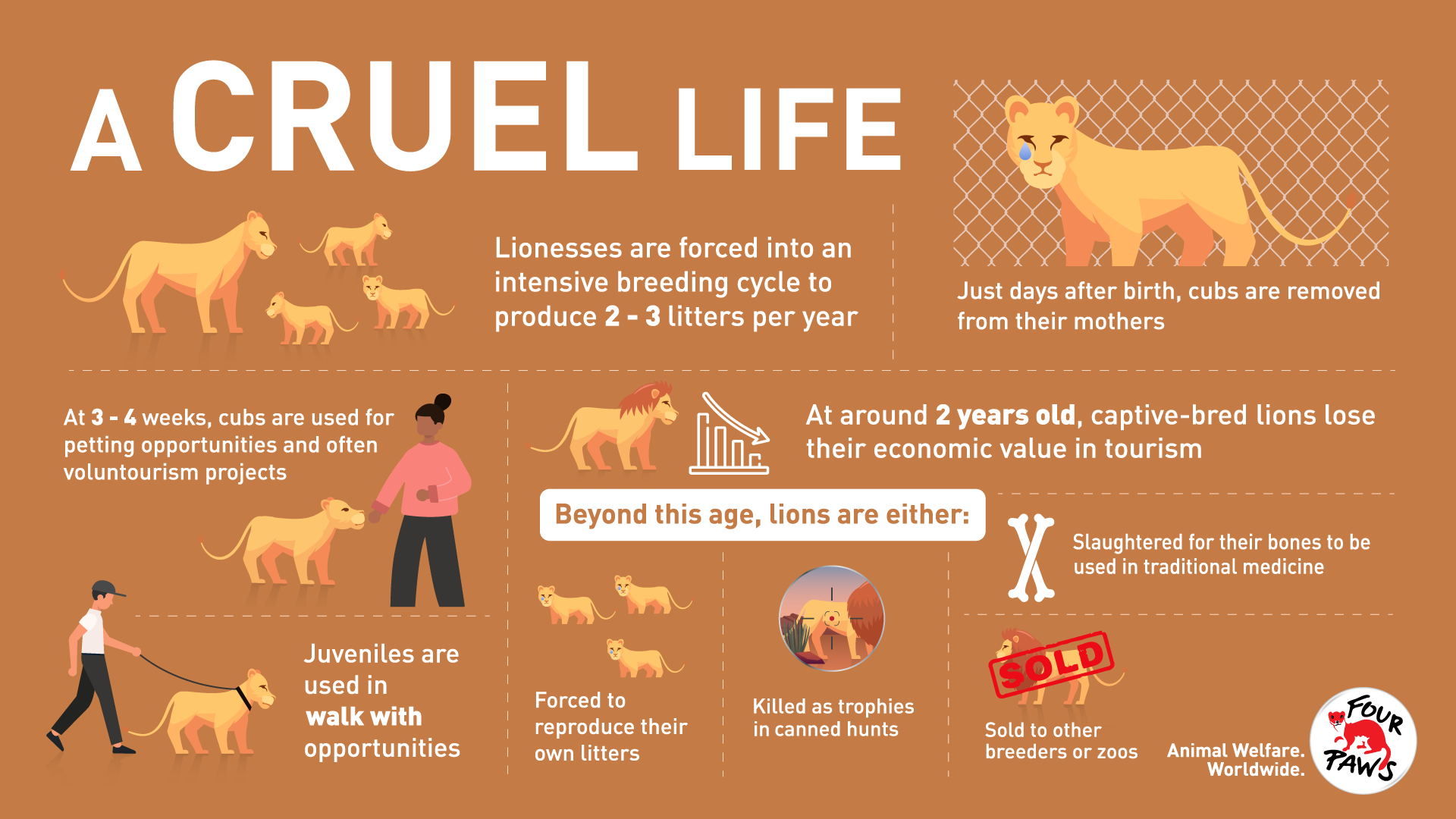 lion life cycle