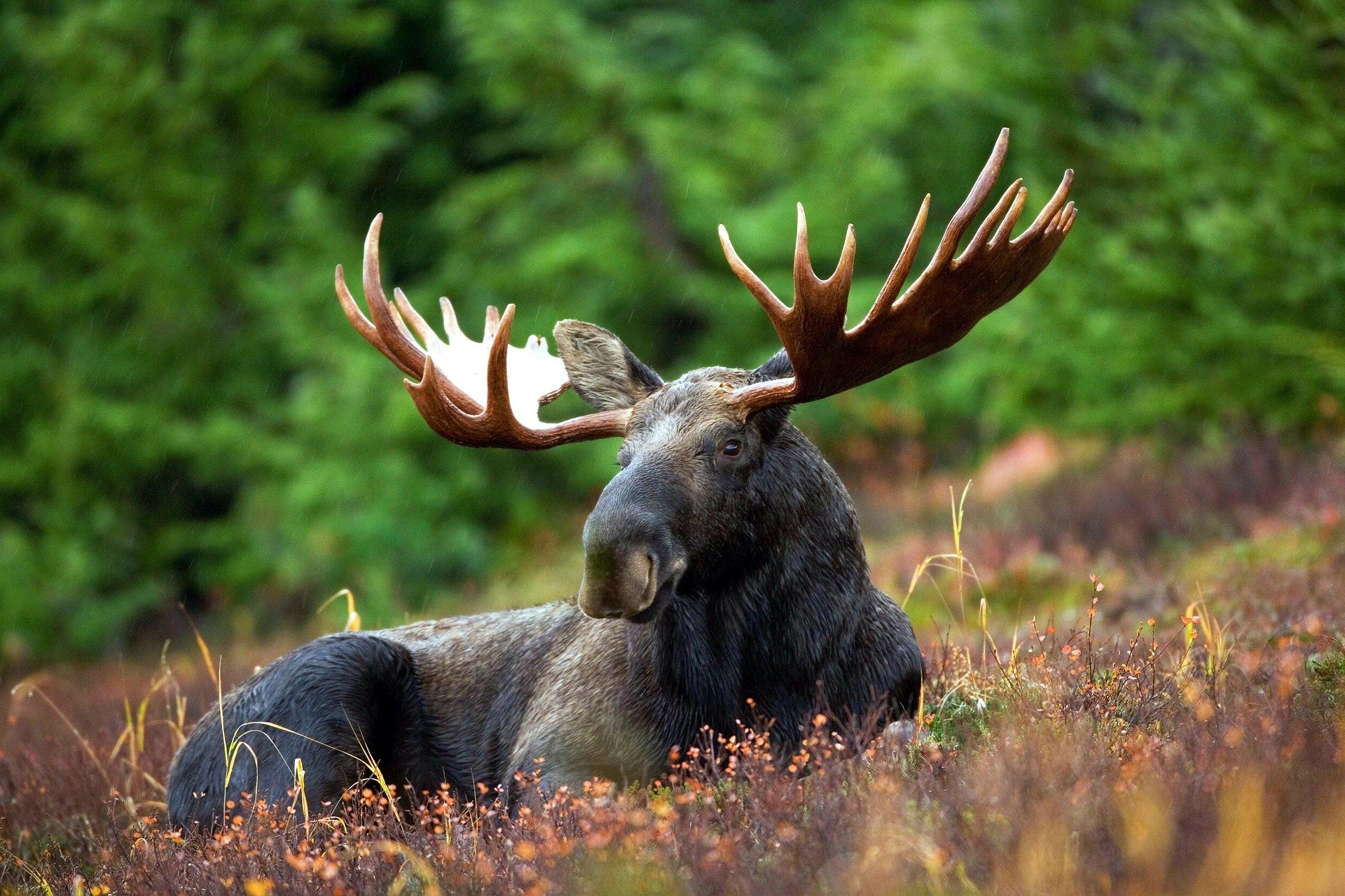 What Is The Plural Of Moose 