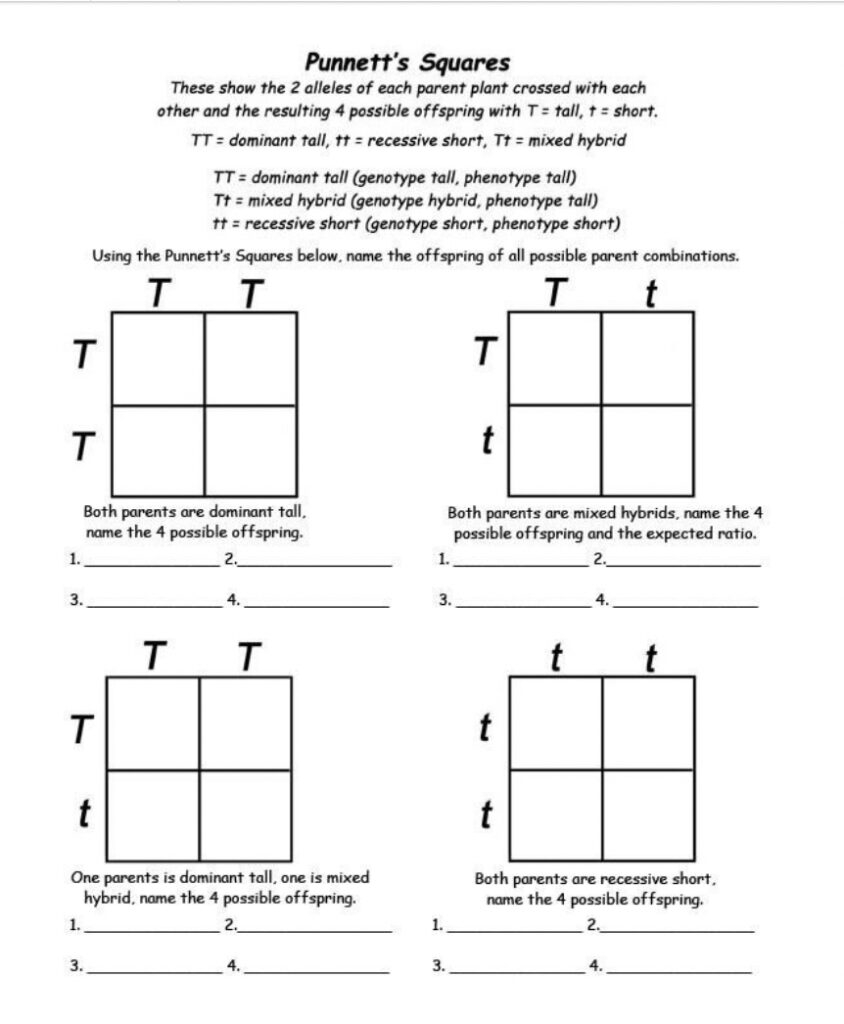 punnett square practice worksheet
