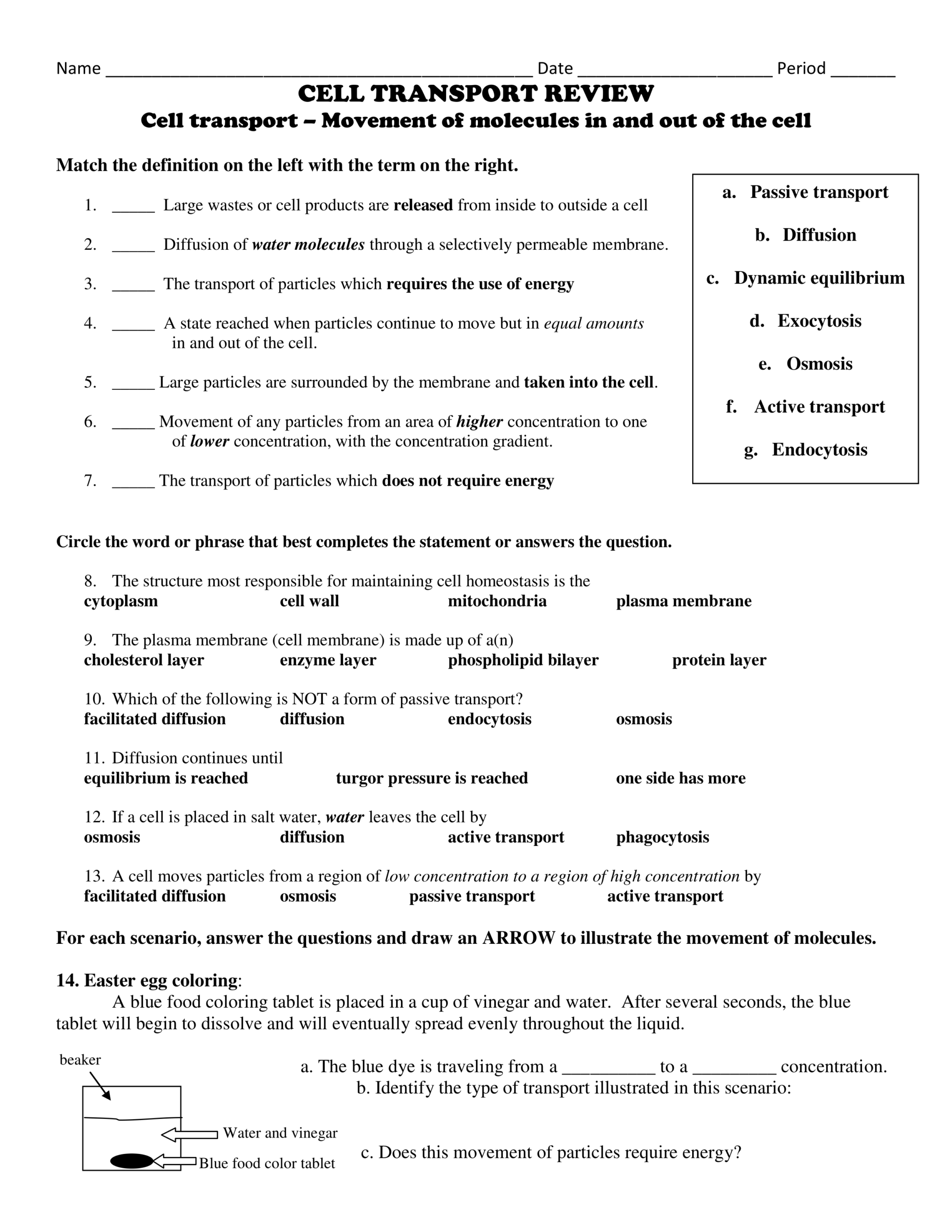 Cell Transport Review Erica Kent Library Formative