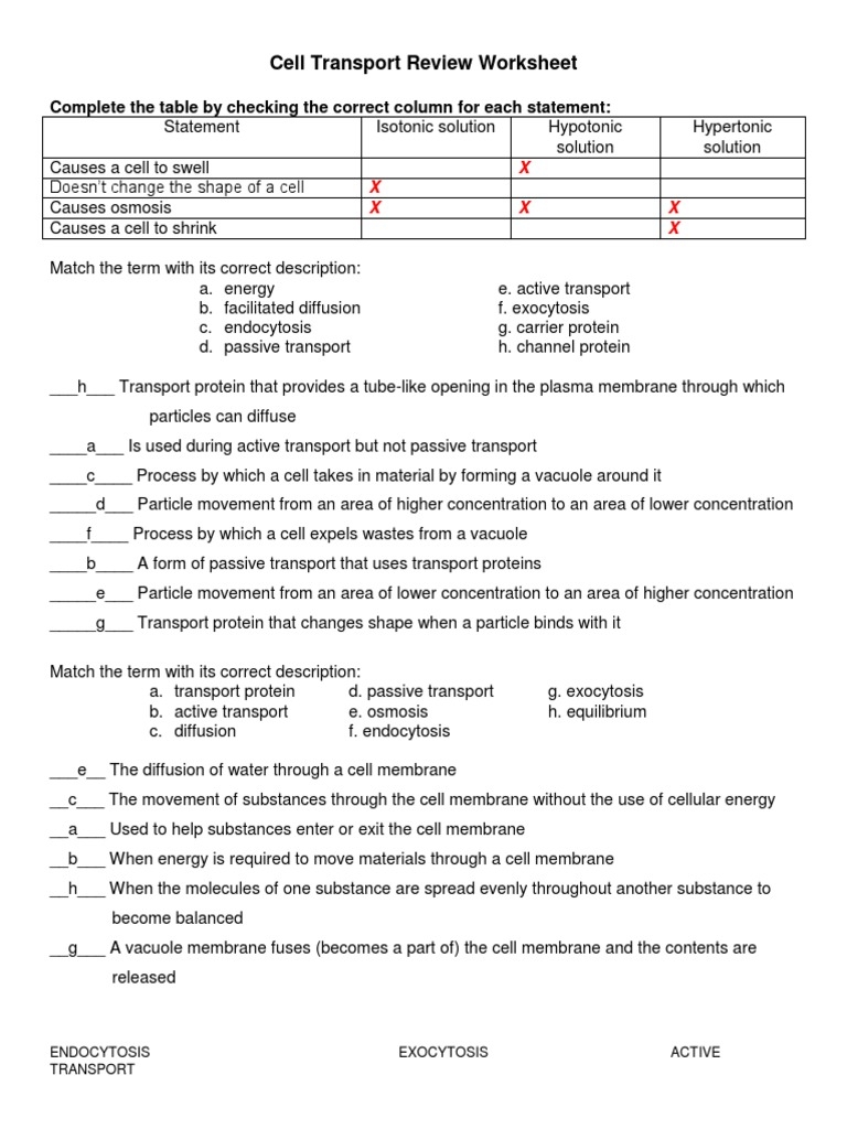 Cell Transport Review Worksheet PDF Osmosis Cell Membrane Worksheets Library