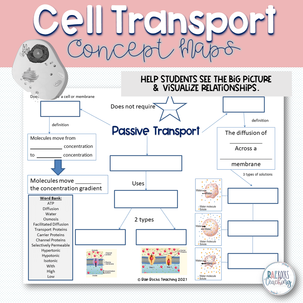 Cell Transport Review Worksheet Rae Rocks Teaching