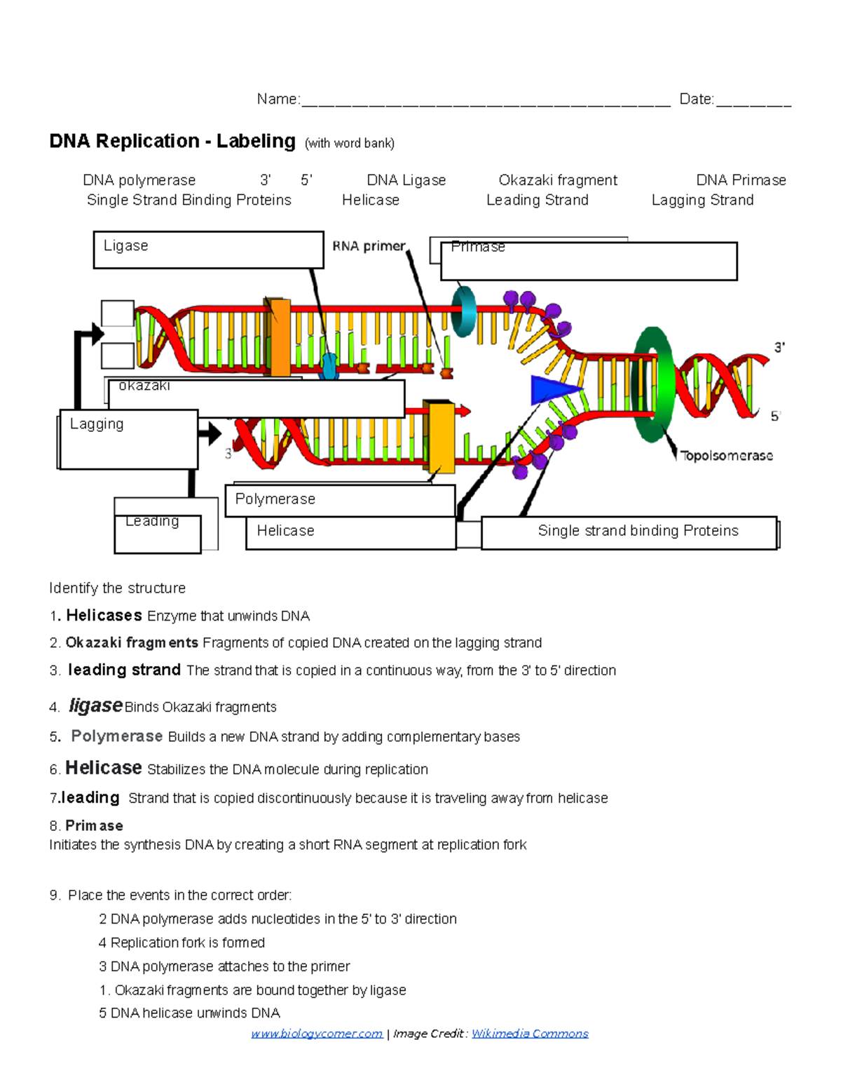Copy Of DNA Replication Labeling 1 Name Studocu