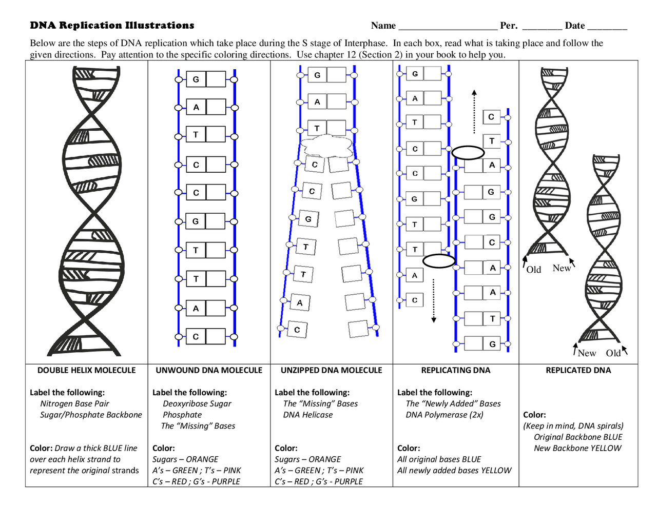 DNA Replication Worksheet Exercises Genetics Docsity Worksheets Library