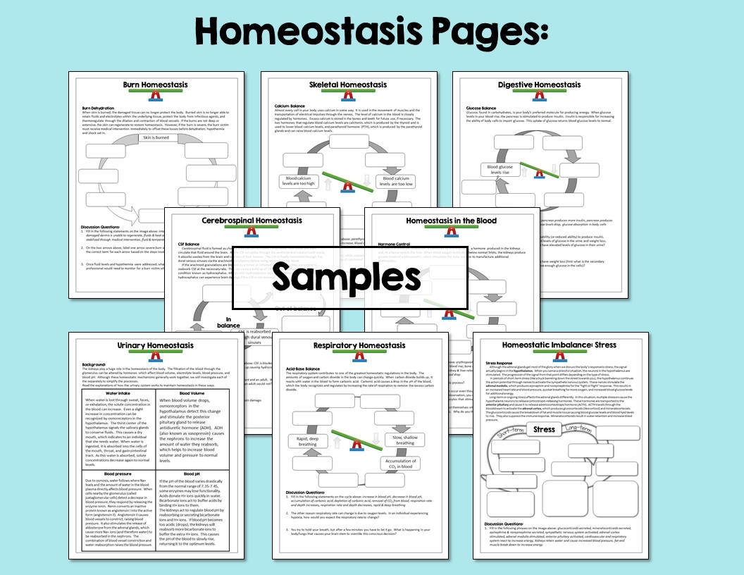 homeostasis worksheet recognize normal parameters
