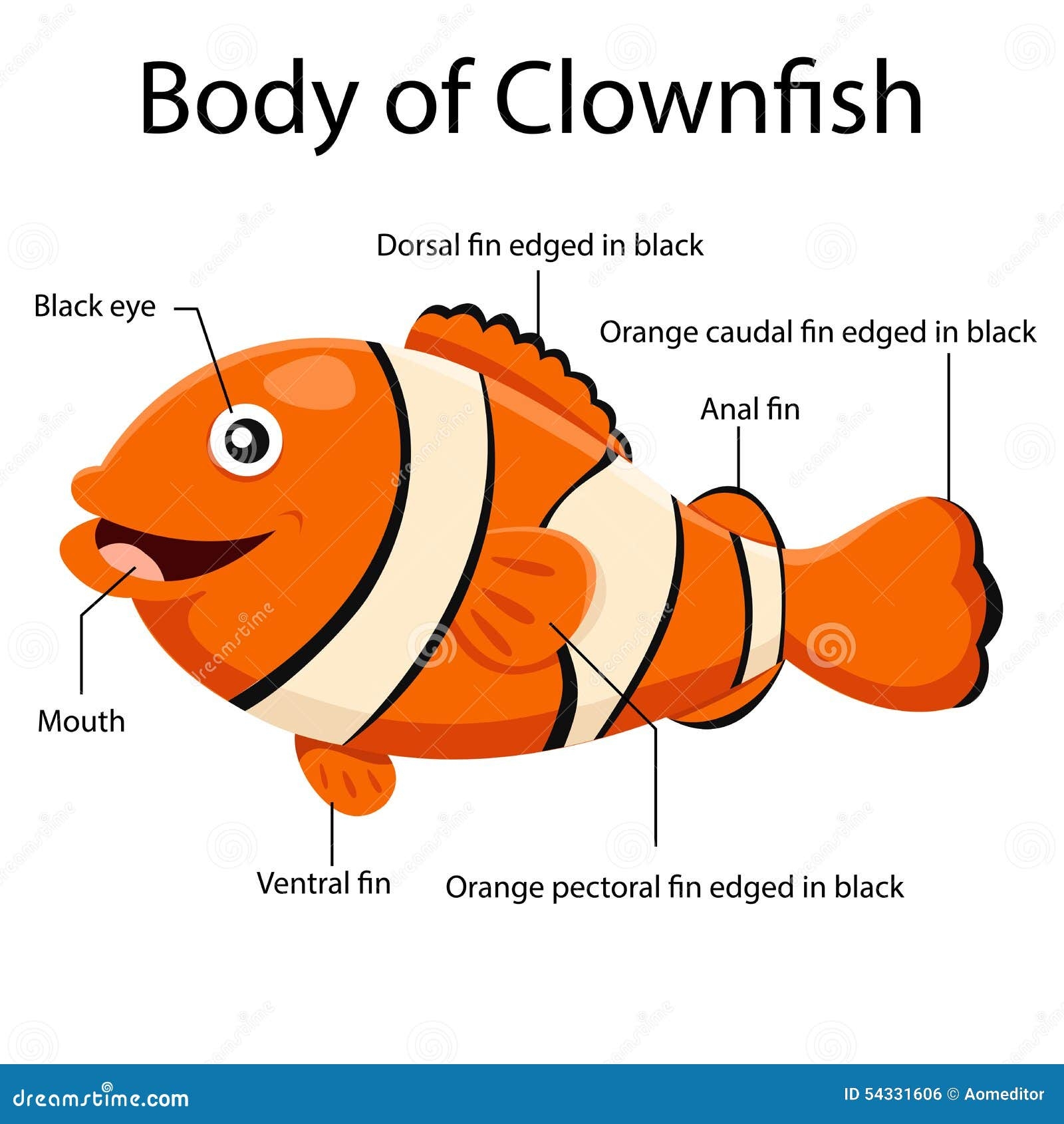 Illustrator Body Of Clown Fish Stock Vector Illustration Of Mount Anal 54331606