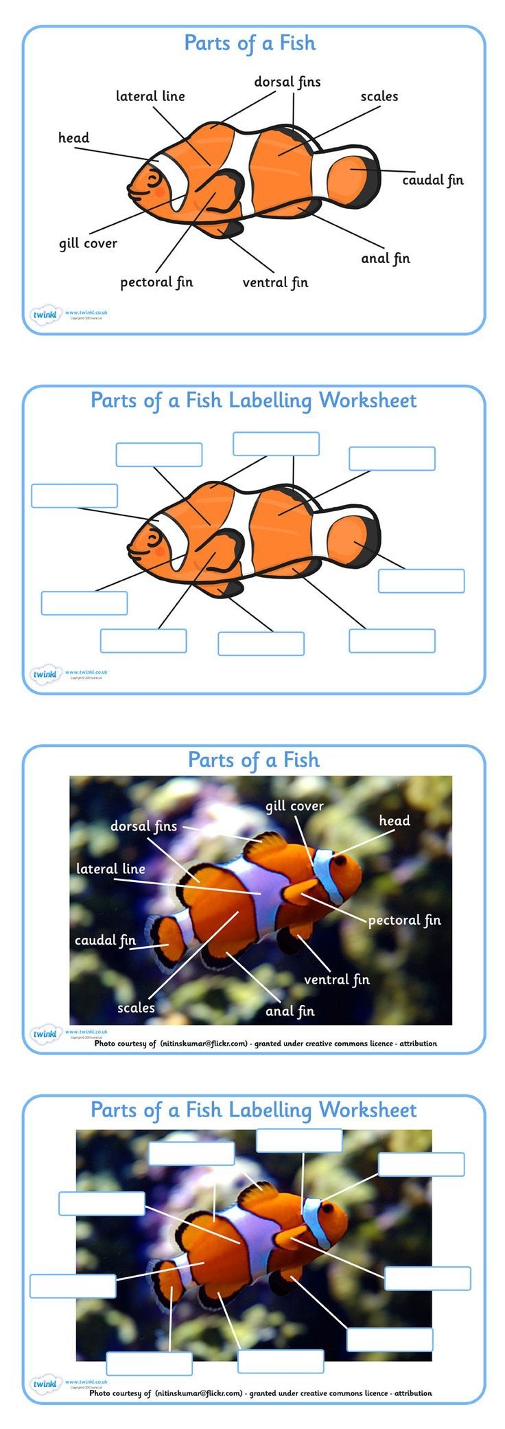 Parts Of A Fish Labelling Sheets Under The Sea 