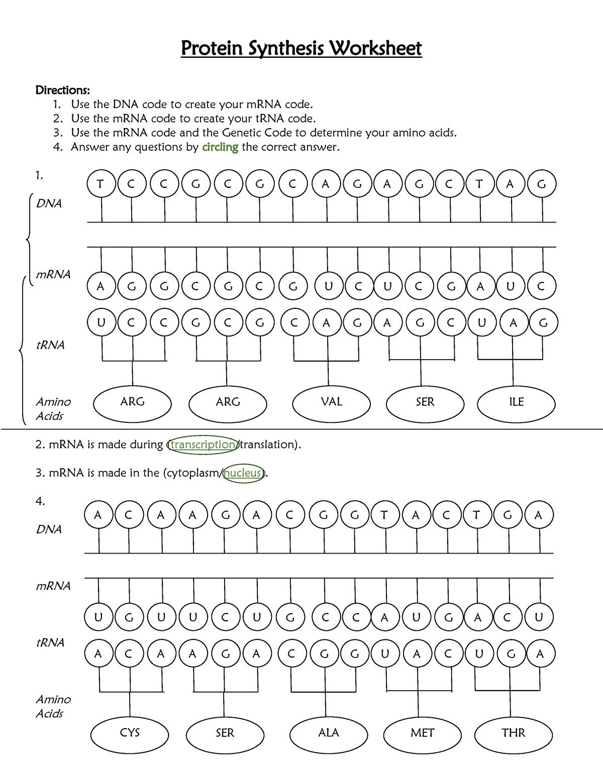protein synthesis worksheet