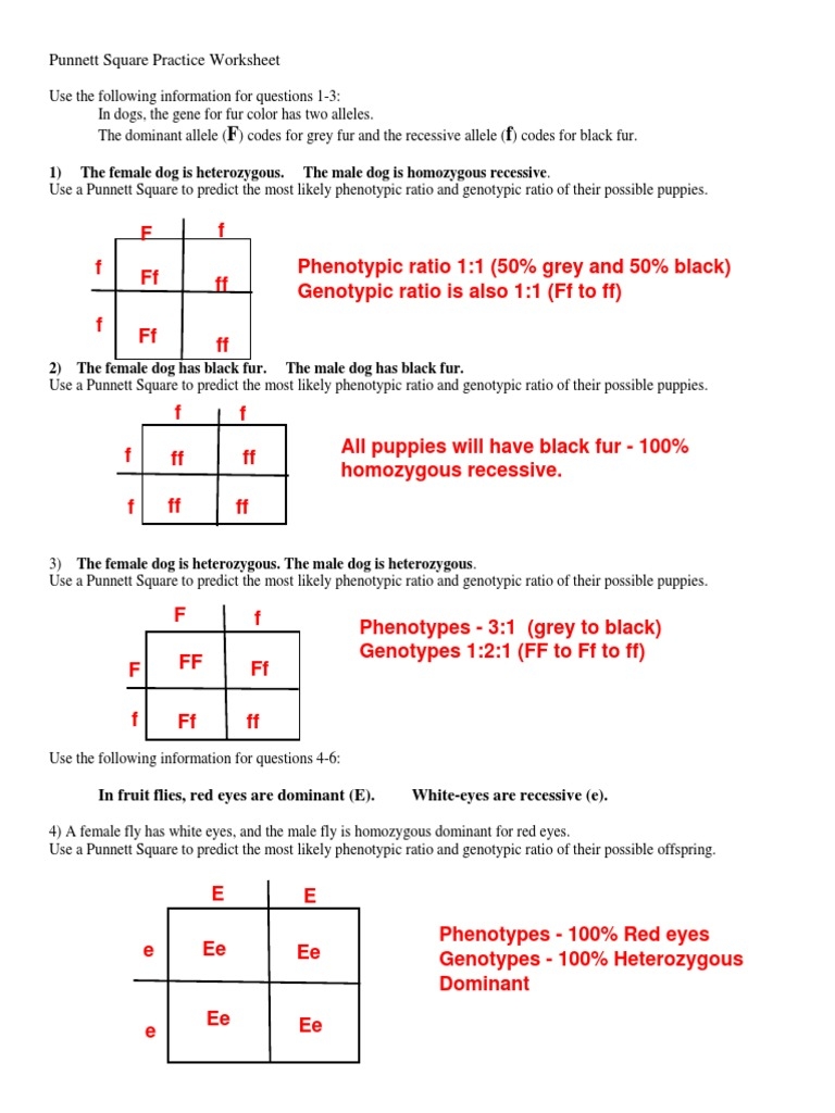 Punnett Square Practice Worksheet 1 The Female Dog Is Worksheets Library